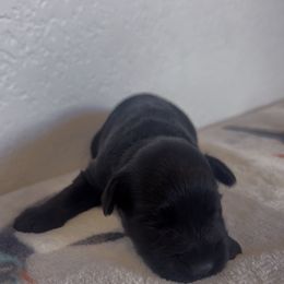 Girl 1 - Black female Miniature Schnauzer puppy in Seagoville, Texas from JC miniature schnauzers
