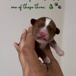Boy 1 - Red  male Goldendoodle puppy in Elk Grove, California from Doodles by Faith