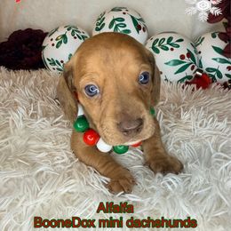 Alfalfa (Blue collar) - Cream male Dachshund puppy in Lexington, Oklahoma from BooneDox Miniature Dachshunds