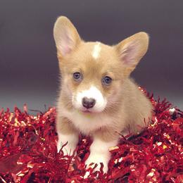 German Shepherd and Pembroke Welsh Corgi Puppies from J&R Shepherds & Corgis