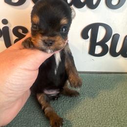 Enzo - Blue and gold male Yorkshire Terrier puppy in Clermont, Florida from Bella's Prissy Butts