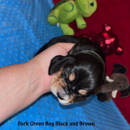 Basset Hound Puppies from Sammys Sweeties Bassets