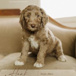 Hank Williams - Merle male Goldendoodle puppy in Hiddenite, North Carolina from Rose and Reid Doodles