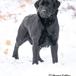 Zoey - Labrador Retriever