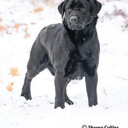 Zoey - Labrador Retriever