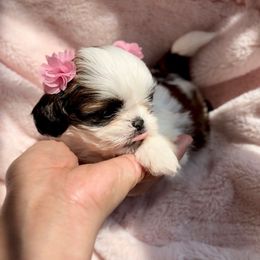 Dolly - Sable and white female Shih Tzu puppy in Frederick, Maryland from Shih Tzu Puppy in Maryland