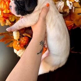 Zero - Mantle female Great Dane puppy in Latrobe, Pennsylvania from Country Danes