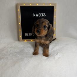 Tej - Dapple male Dachshund puppy in Dickinson, Texas from Beth’s Doxieland