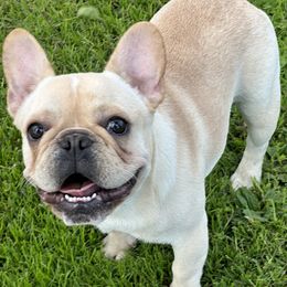 French Bulldog and Labrador Retriever Puppies from Desiree Ortiz's French Bull Dogs and Labrador Retrievers