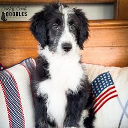 Crimson aka CC - female Australian Mountain Doodle puppy in Tipton, Indiana from Country Creek Doodles
