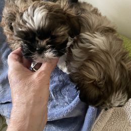 Shih Tzu puppies from Jan’s Shihtzus