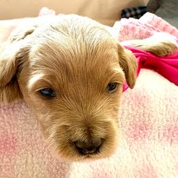 Scarlet Rose - Apricot female Goldendoodle puppy in Roy, Utah from Doodles are Amazing