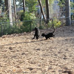 Poodle Puppies from Simply Standard Poodles