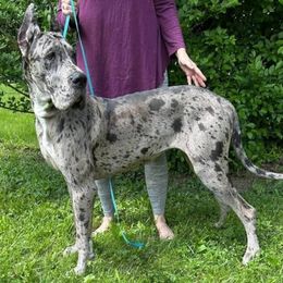 Hikari - Great Dane