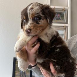 Reese - Red merle female Australian Shepherd puppy in Weeki Wachee, Florida from Ace of Spades Australian Shepherds