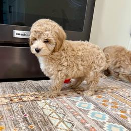 Matcha - Buff male Cockapoo puppy in Beresford, South Dakota from DAKOTA DOOD RANCH
