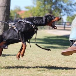 Capital - Doberman Pinscher