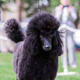 Buffy - Poodle