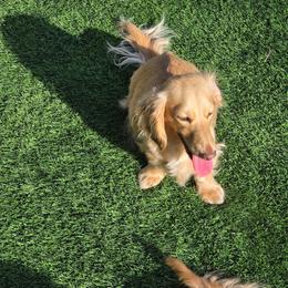 Gigi - Dachshund