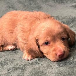 Casper - Cream male Dachshund puppy in Arp, Texas from Barksalot Dachshunds