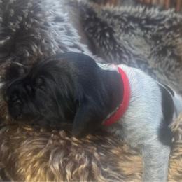 Red Collar Male - Black male German Shorthaired Pointer puppy in Rincon, Georgia from South Creek Kennels / SCK Gun Dogs