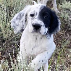English Setter Puppies from Steens Mountain Setters