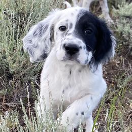 English Setter Puppies from Steens Mountain Setters
