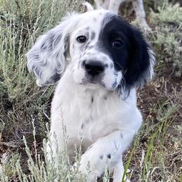 English Setter Puppies from Steens Mountain Setters