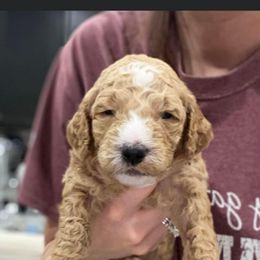 Goldendoodle Puppies from Sheffield Doodles