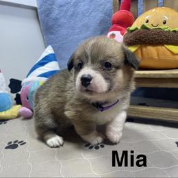 Mia - Sable female Pembroke Welsh Corgi puppy in Apison, Tennessee from Ashmore Corgis
