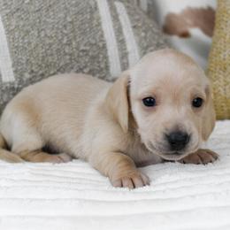 Kiran - Cream female Dachshund puppy in Fredonia, Arizona from Kaibab Dachshunds