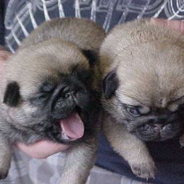 Pug Puppies from Snuggle Pugs
