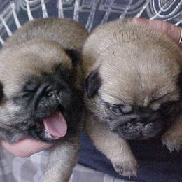Pug Puppies from Snuggle Pugs