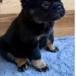 Selena - Black and tan female Pekingese puppy in Winter Haven, Florida from Polk County Peekapoos