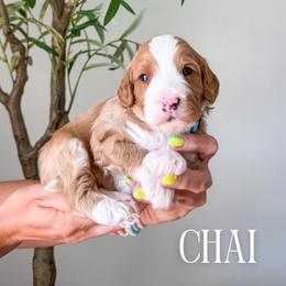 Boy 4 - male Bernedoodle puppy in South Jordan, Utah from Wonderful World Doodles