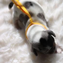 Yellow - Piebald female Dachshund puppy in Peebles, Ohio from Cave Valley Hounds