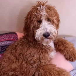 Ryn - Goldendoodle