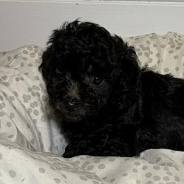 Freida - Black female Cavapoo puppy in Fayetteville, North Carolina from Carolina Cavapoos