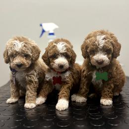 Romeo - Red  male Goldendoodle puppy in Bristol, Tennessee from 4goldendoodles