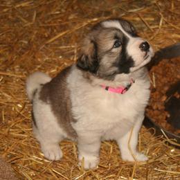 Anatolian Shepherd Dog Puppies from Lambkin Lane Farm