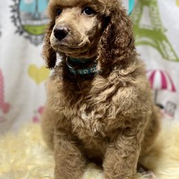 Poodle Puppies from Oak Acres