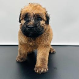 Brown - Wheaten male Soft Coated Wheaten Terrier puppy in The Colony, Texas from Wonderful Wheatens