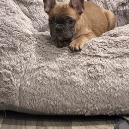 Carmel - Blue fawn male French Bulldog puppy in Spotsylvania, Virginia from Lakeview Frenchies