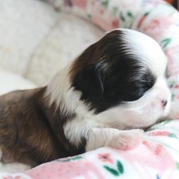 Panda - Brown female Shichon puppy in Pennsylvania from Manor Hills Shih Tzus