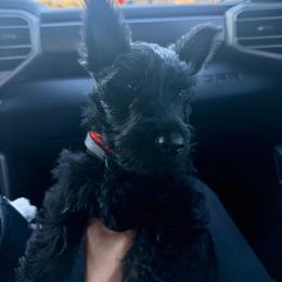 Dahlia - Black female Scottish Terrier puppy in Victorville, California from Santas Scotties