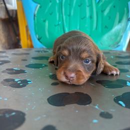Girl 1 - Chocolate and tan female Dachshund puppy in Hawley, Texas from Little e Dachshunds