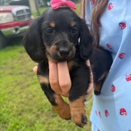 Delilah(AKC) - Black and tan female Dachshund puppy in Mansfield, Missouri from Owens Farm