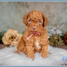 Boo - Red and white female Cockapoo puppy in Connersville, Indiana from Deaz Doodle Ranch