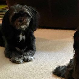 Shih Tzus from John's Shih Tzus