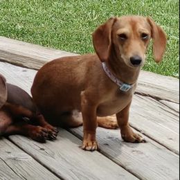 Dachshunds from Long Duk Dachshunds